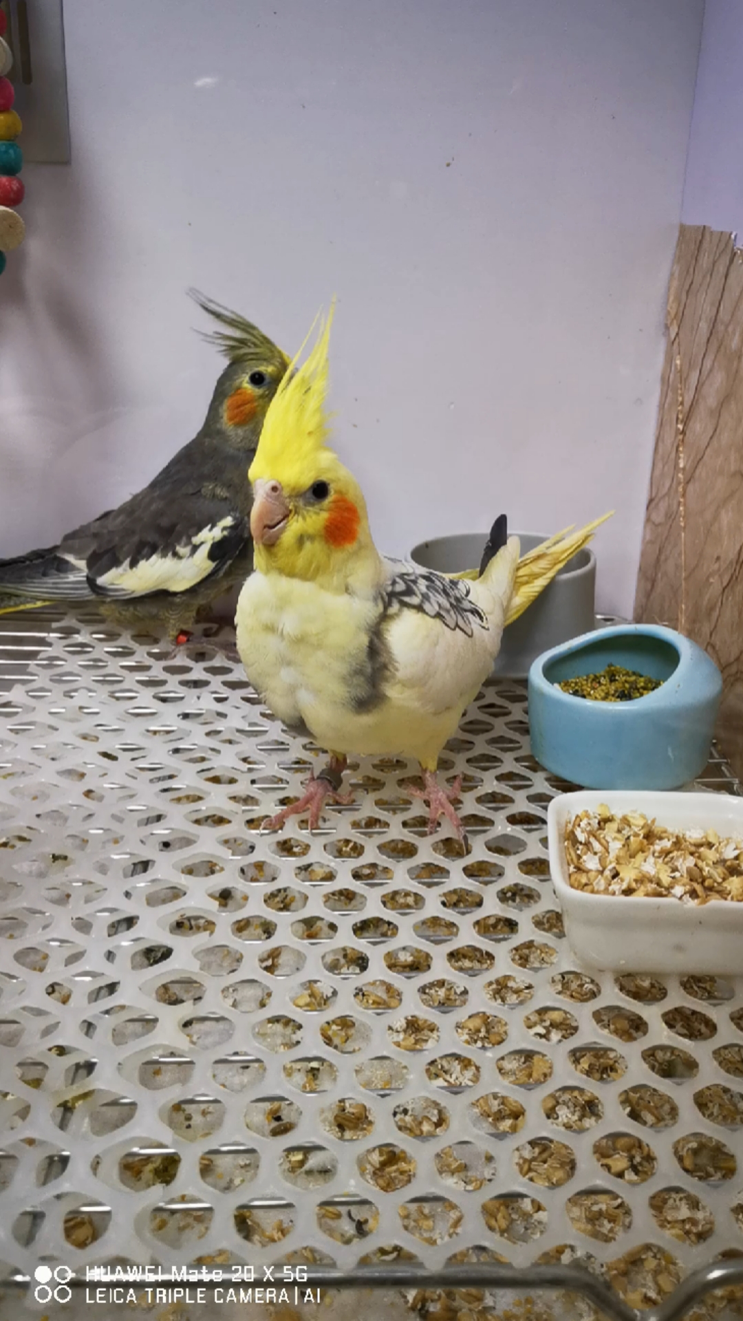 玄凤鹦鹉#手养的玄凤鹦鹉,从蛋到雏到成鸟,每一步都是乐趣