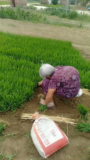 老奶奶你辛苦啦!粒粒皆辛苦.