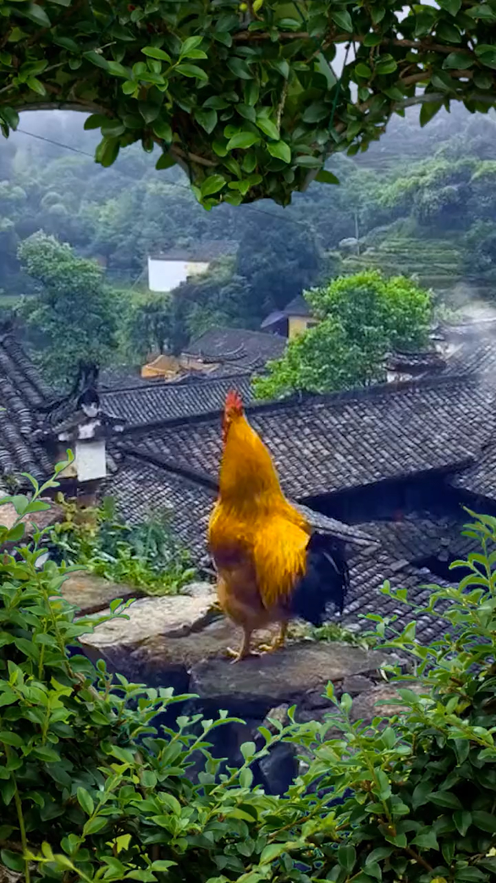 农村的早上,听公鸡鸣叫,看炊烟袅袅,一切是那么的和