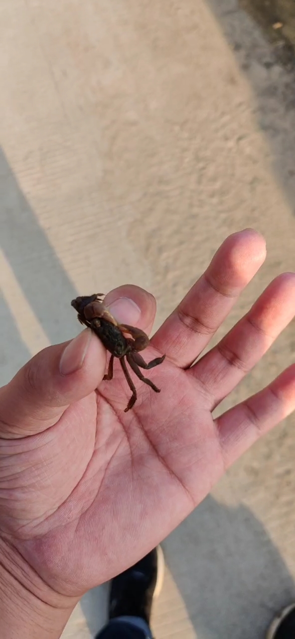 海邊抓螃蟹