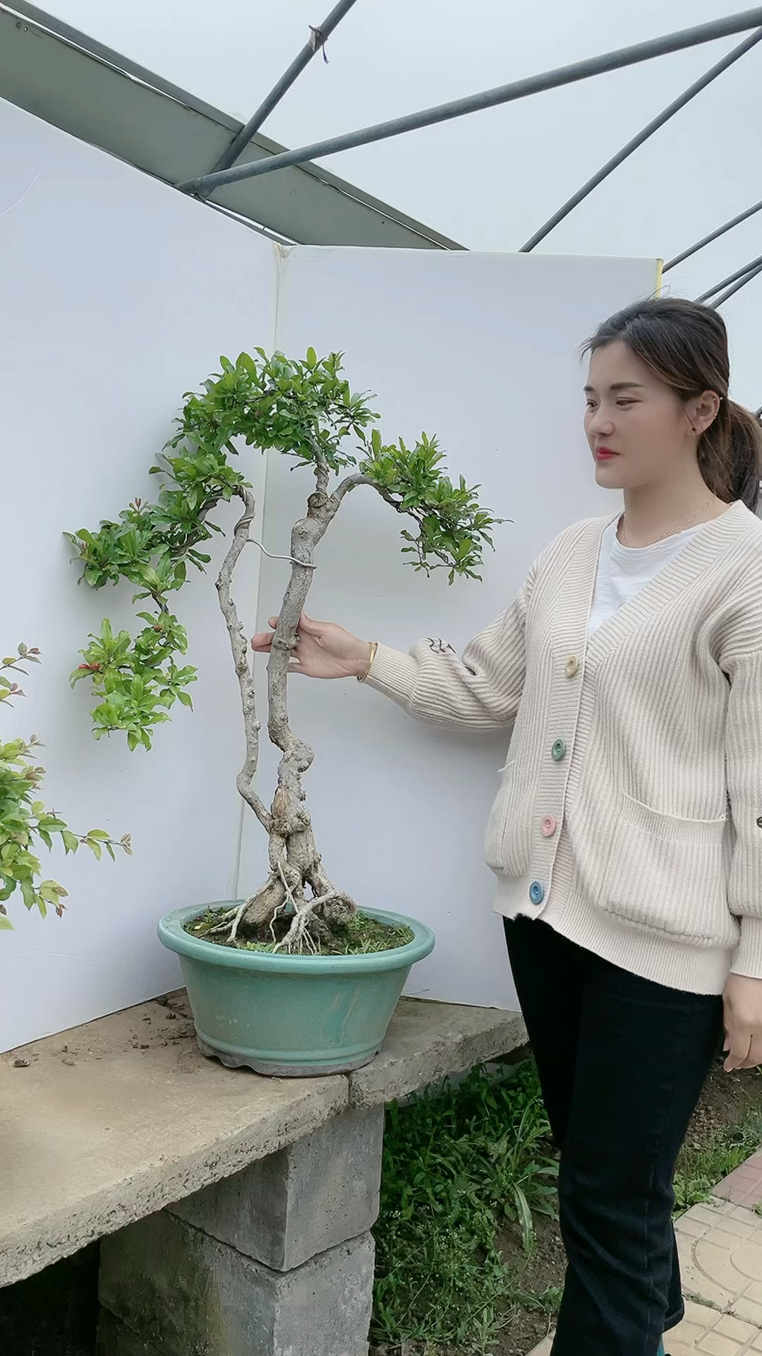 双杆石榴喜欢吗