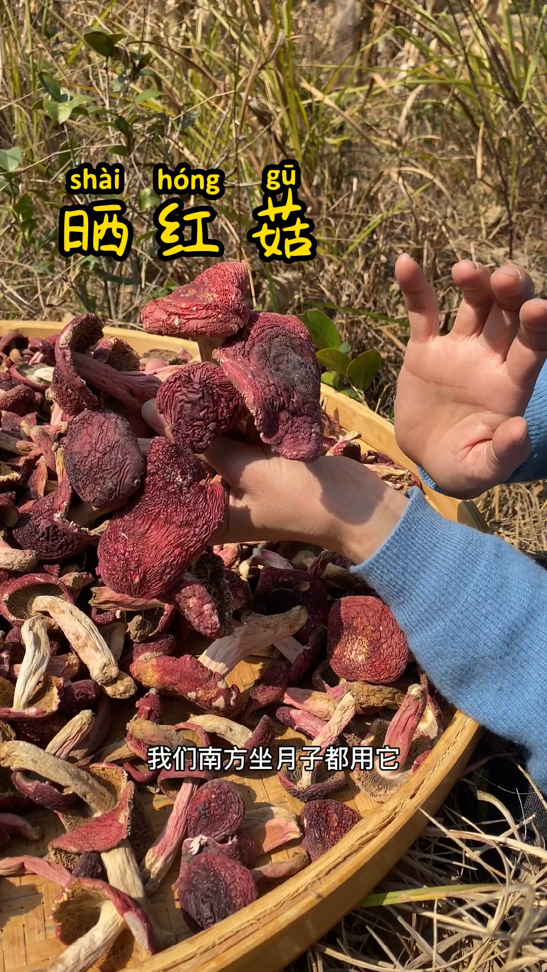 很多人分不清楚正红菇和假红菇