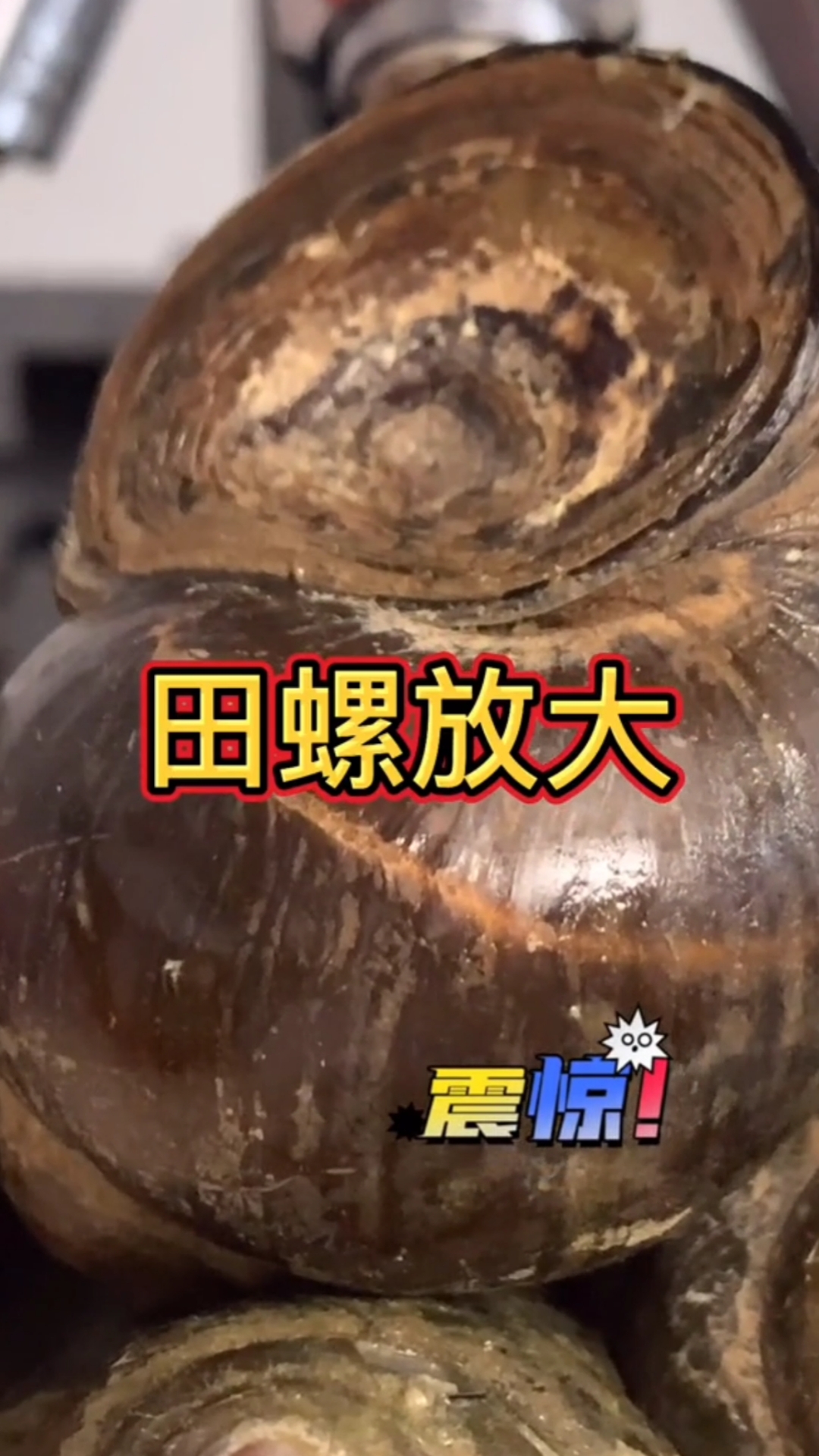 田螺放大后你知道里面有什么吗?