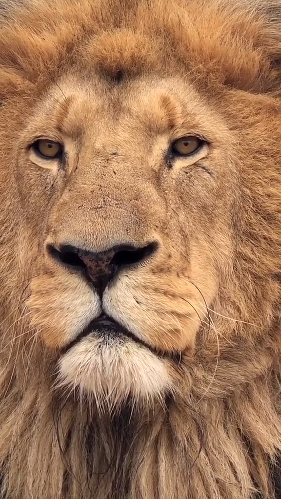 动物世界#近距离狮子#帅气