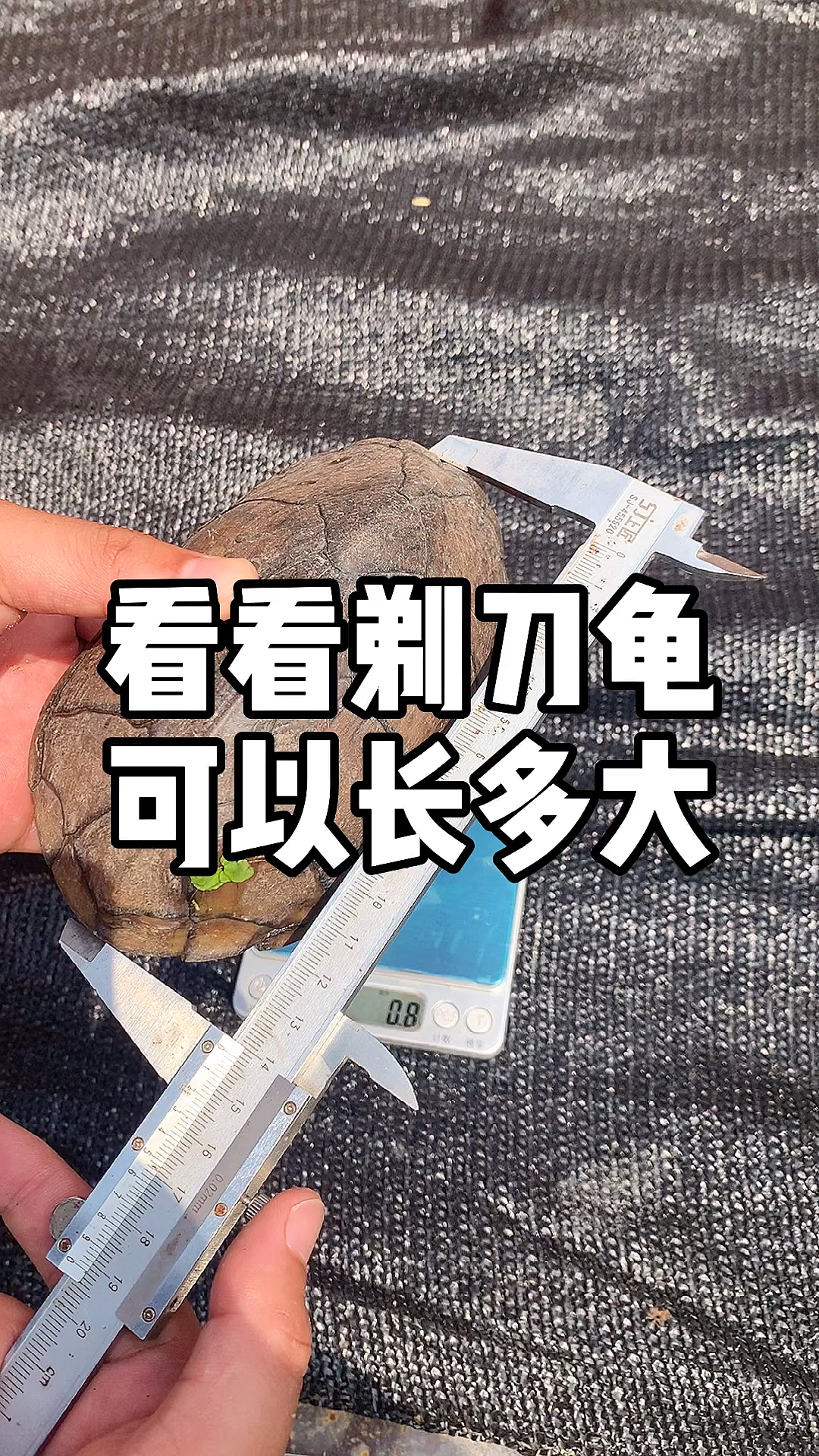 剃刀蛋龟看看剃刀龟可以长多大抓个种龟量一下