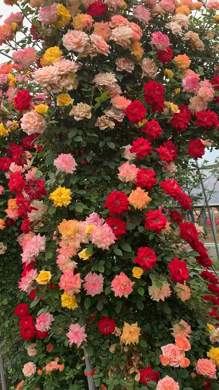 藤本月季藤彩虹开花彩色花量多花期长多季循环开花适合做拱门花墙花柱