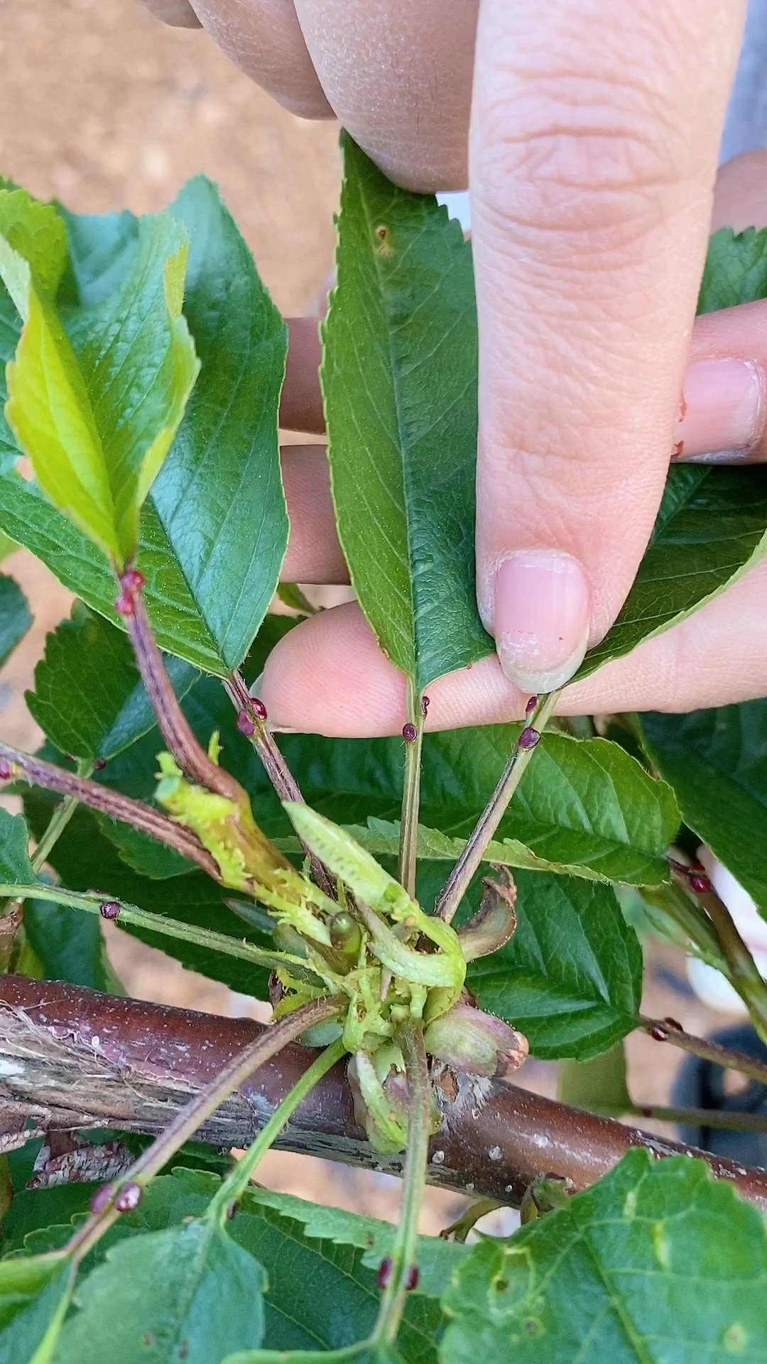 大樱桃树径张红色的点正常生理现象腺点