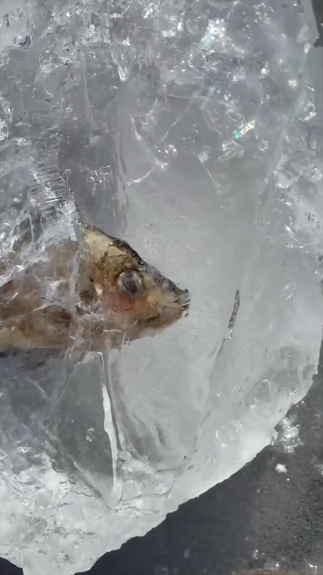 鱼鱼顽强的生命力,都冻成冰棍了,小嘴还在动