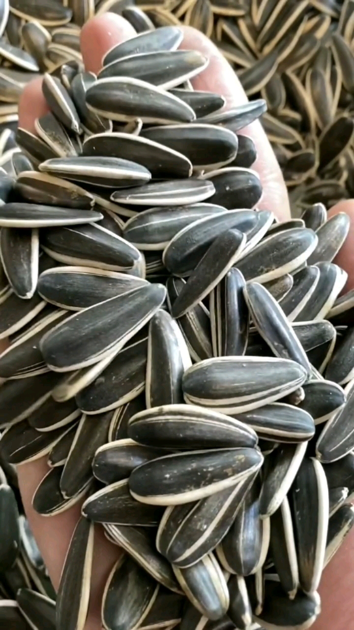 优质农产品瓜子葵花籽大颗粒葵花子新鲜瓜子