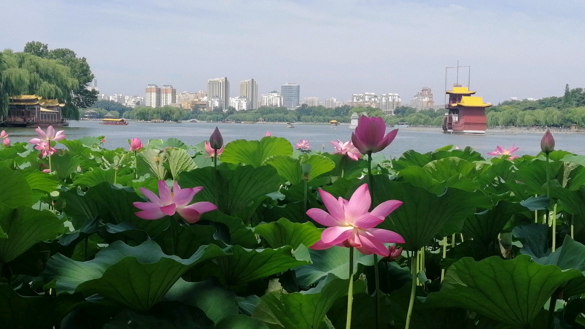 最爱之城#四面荷花三面柳,七月药开正娇媚,来大明湖寻找你的夏雨喊缮