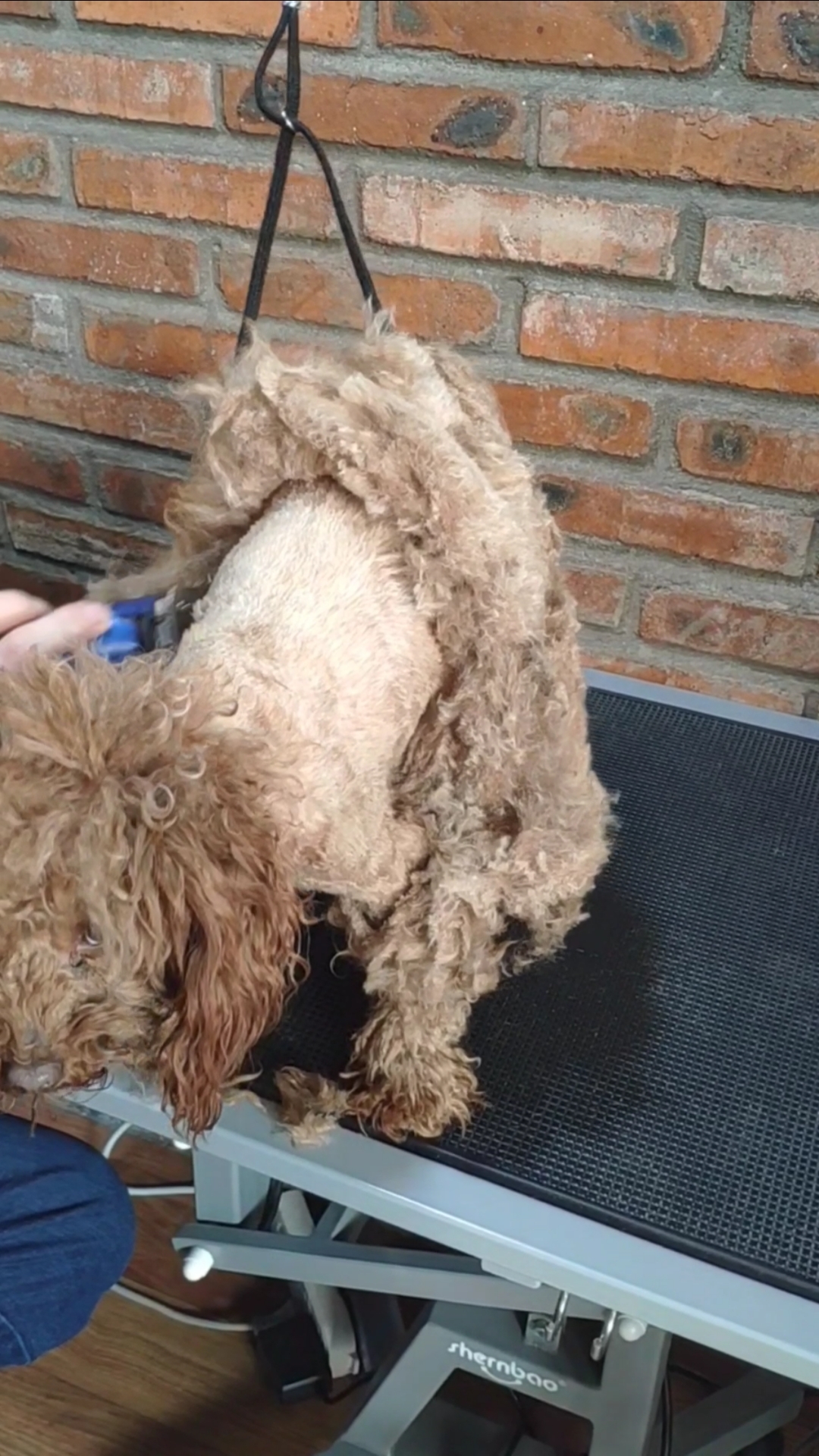 泰迪美容全身都是结剃毛了