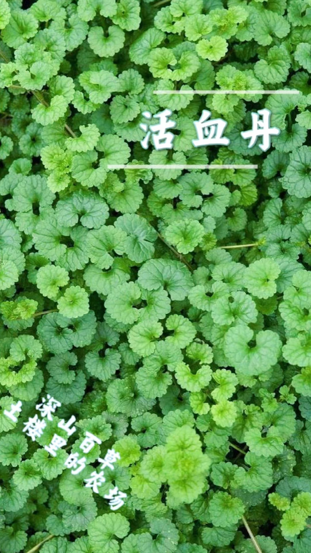 健康养生#活血丹,喜欢长在大山深处,你可知道它的价值?