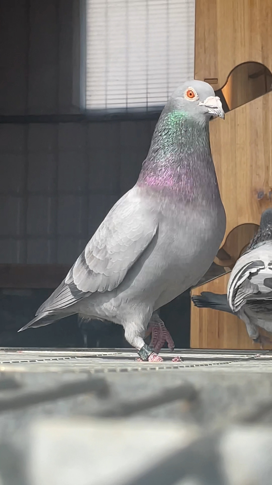 鸽子#霸气石板台种雄