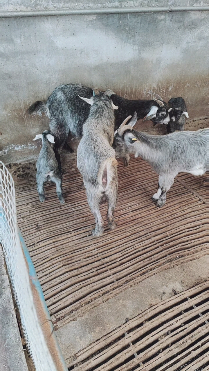 青山羊#山东济宁的青山羊一年可以产两窝一窝产三到五只羊羔