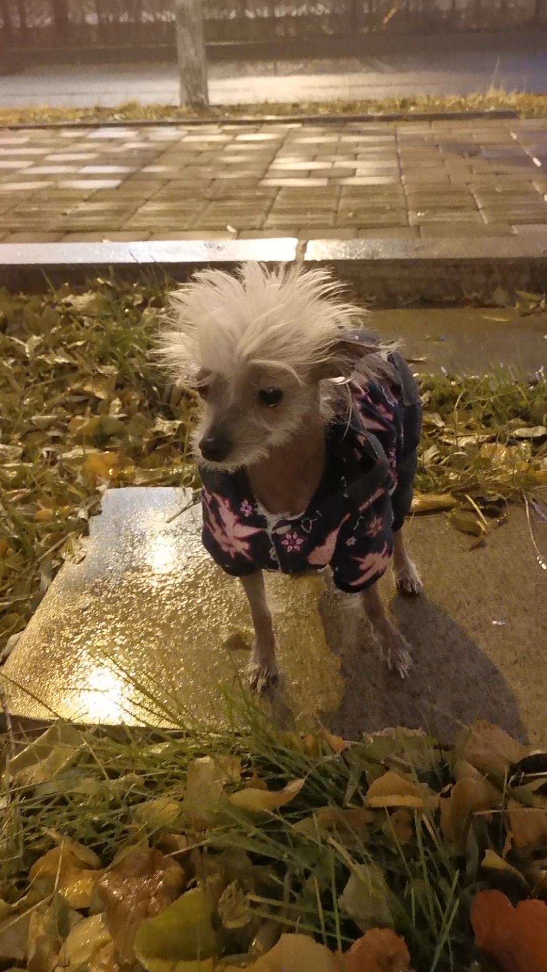 这是外星狗么丑萌丑萌滴