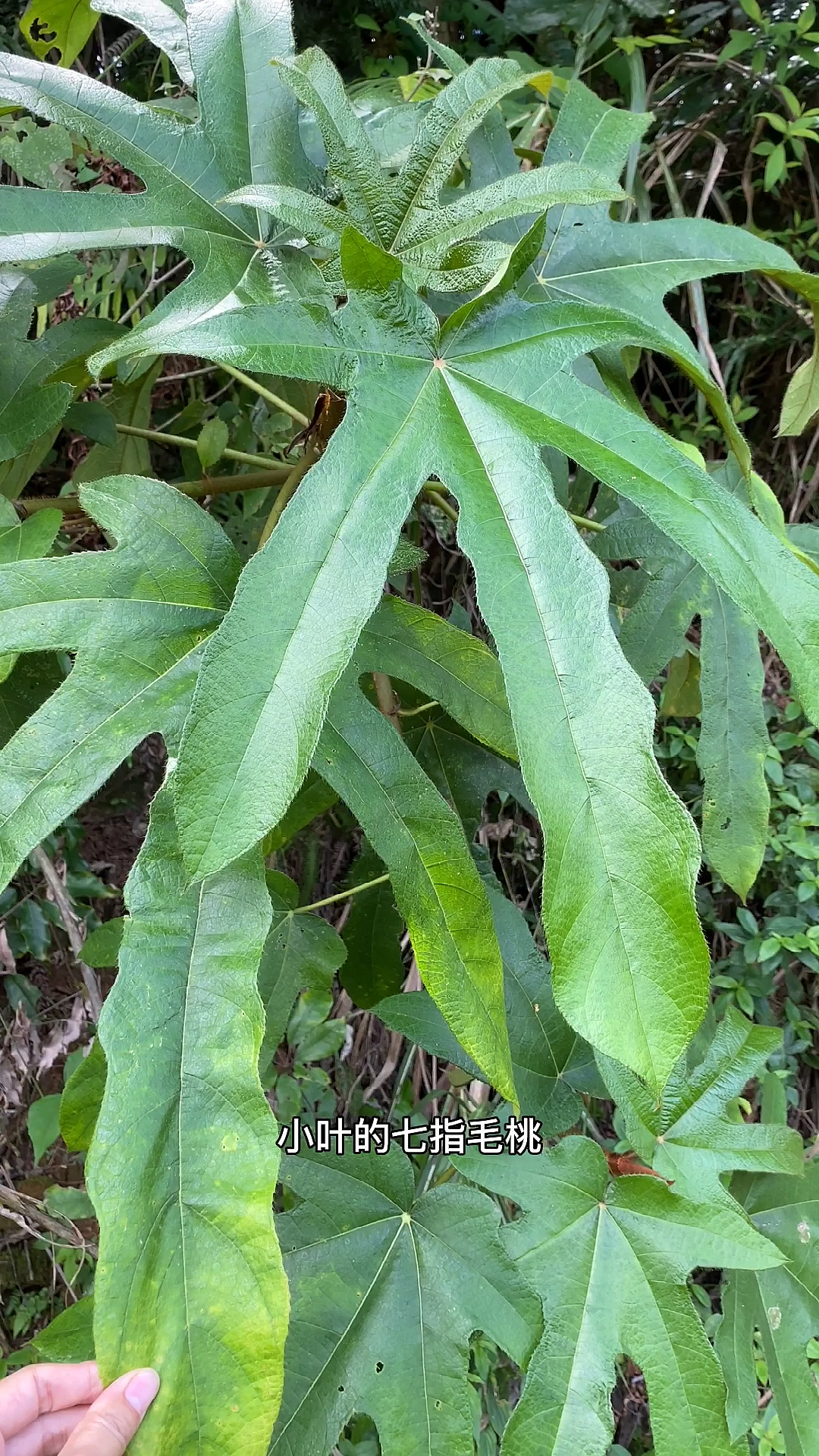 很多人不知道七指毛桃是五指毛桃转变的