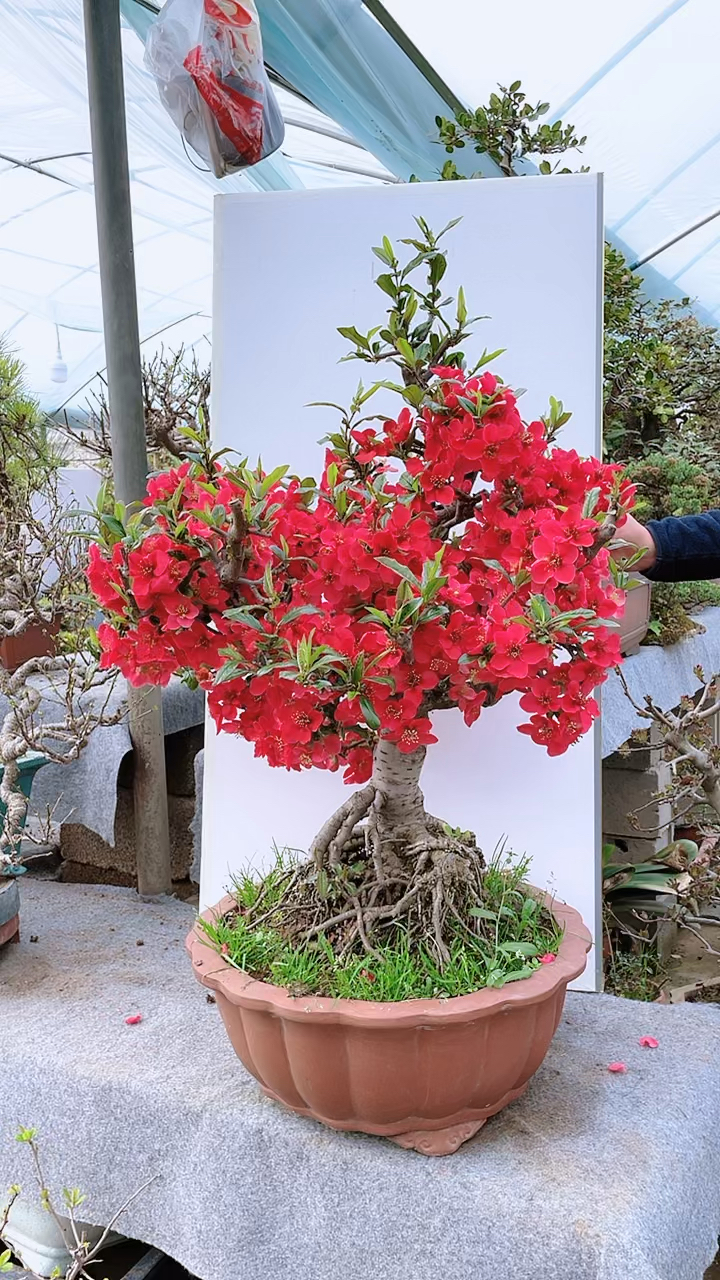 木瓜海棠盆景