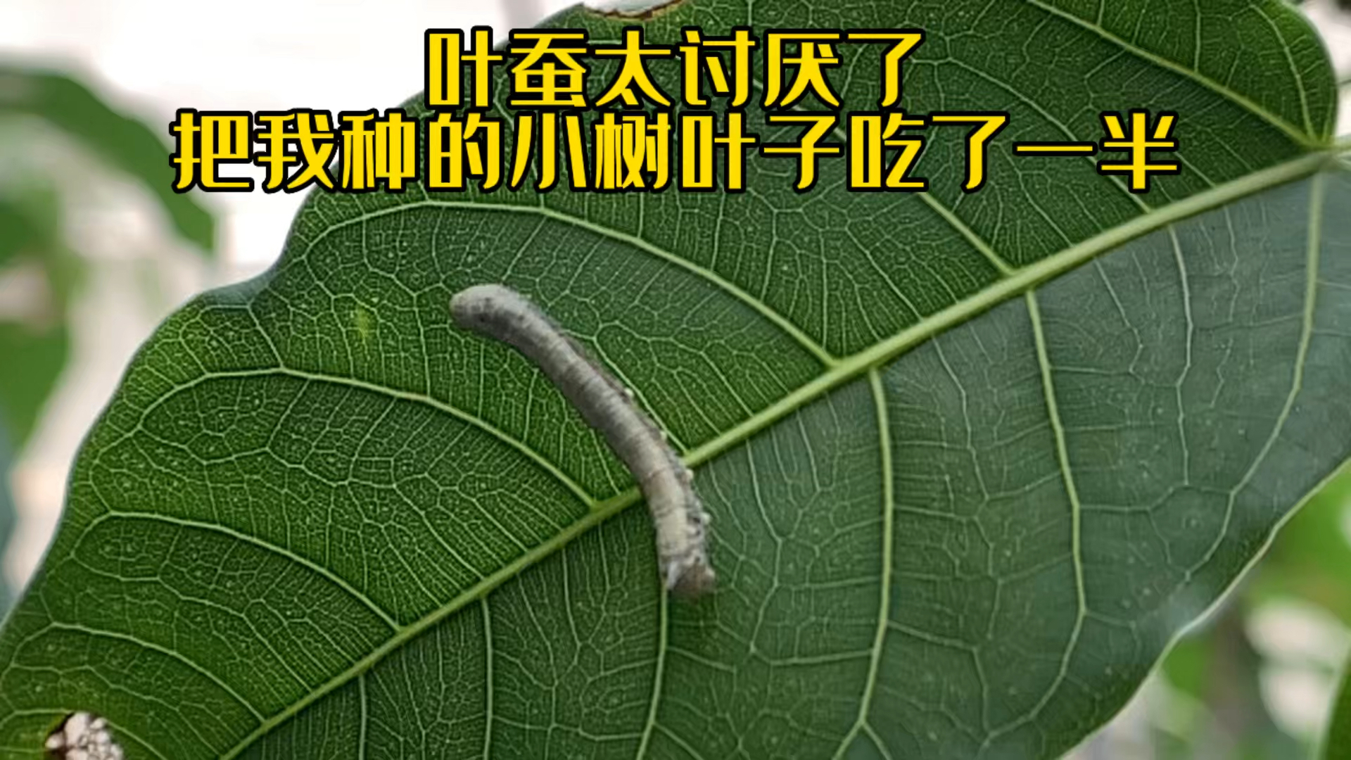 破壳计划#叶蚕太讨厌了:把我种的小树叶子吃了一半