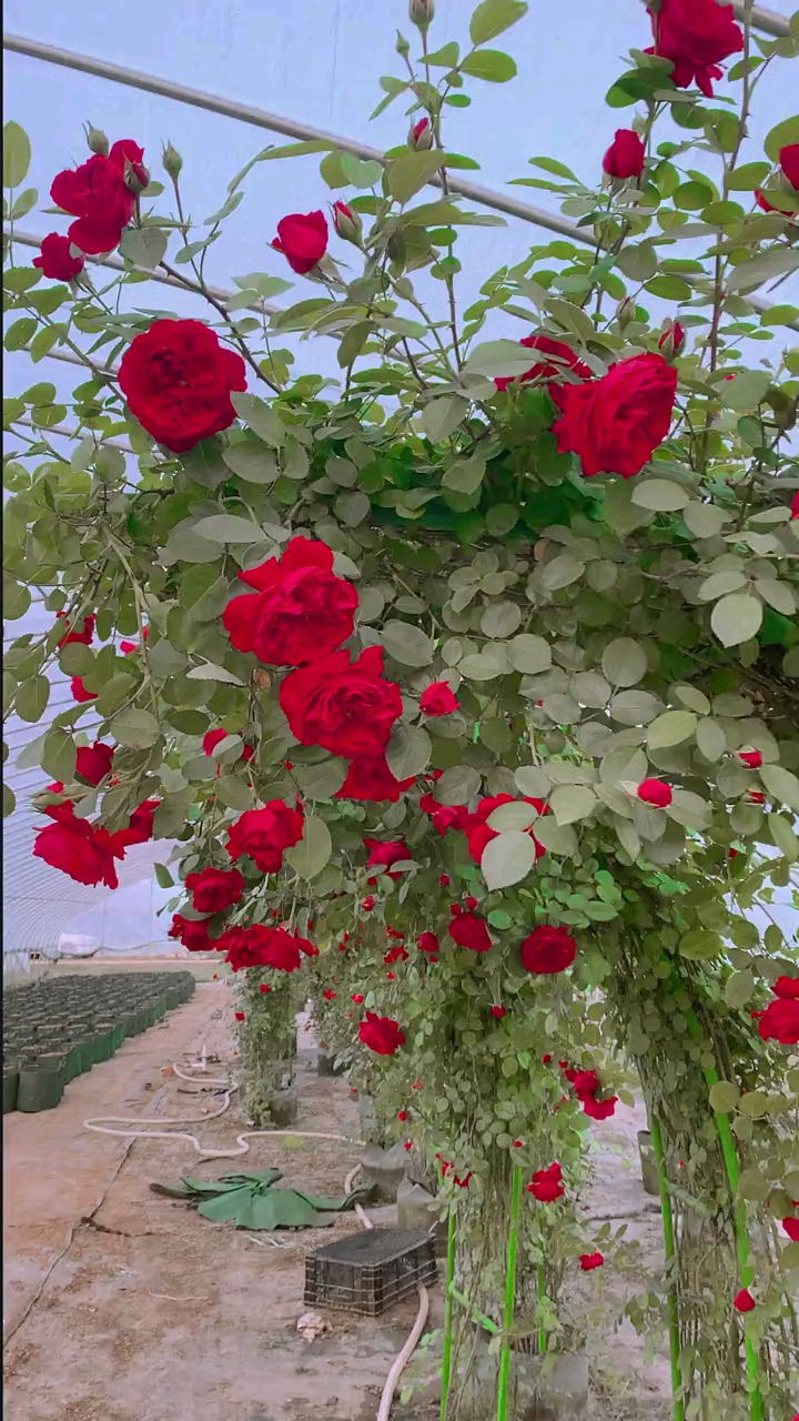 藤本月季佛罗伦蒂娜拱门