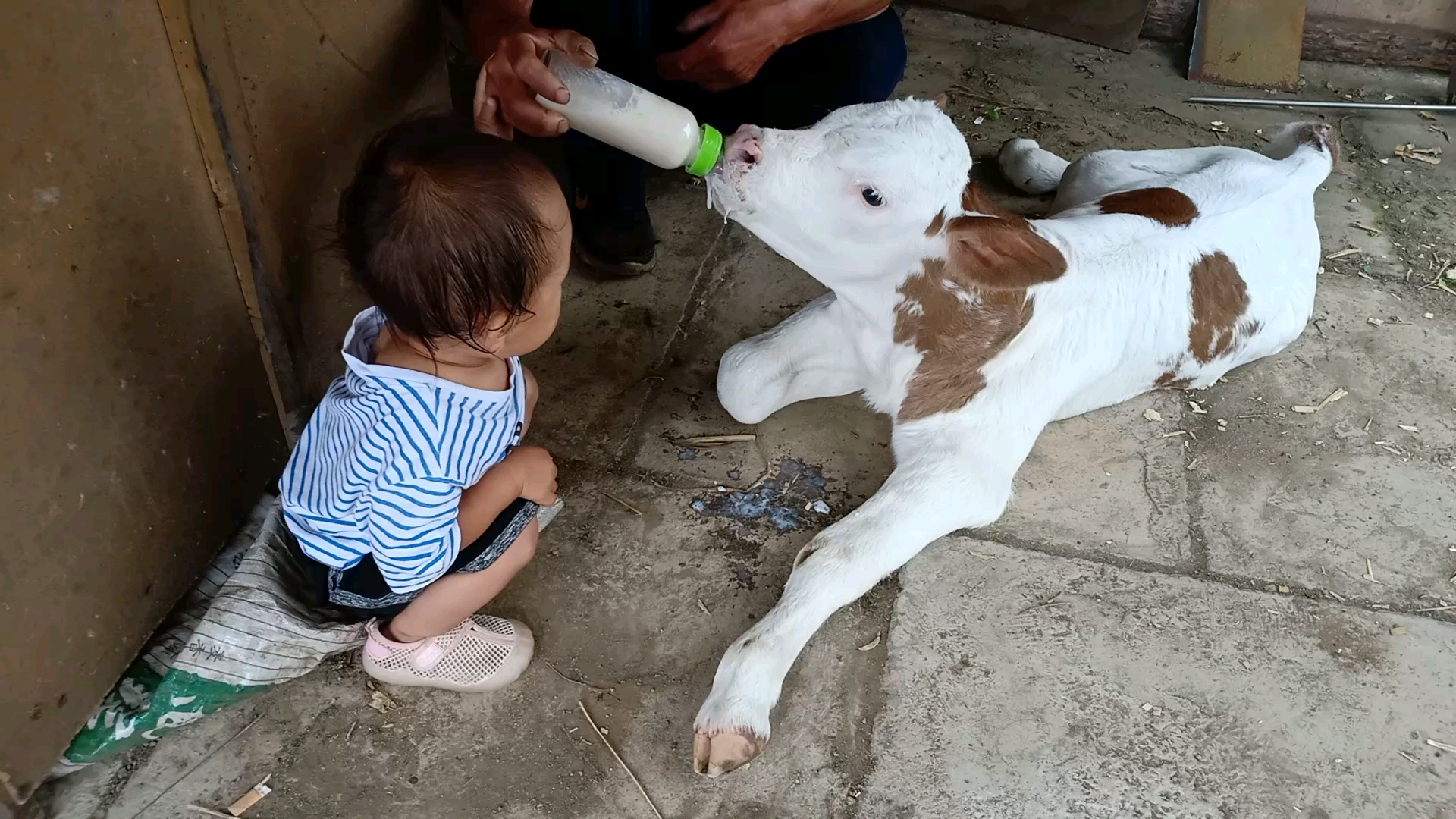 家有萌娃#22个月的宝宝照顾刚出生的小牛,两个纯真的小家伙