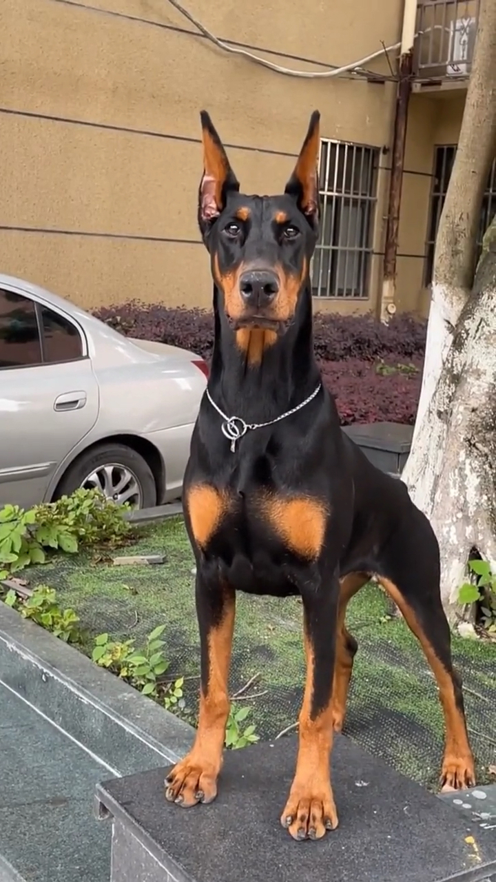 最帅气杜宾犬.有没有被震撼到