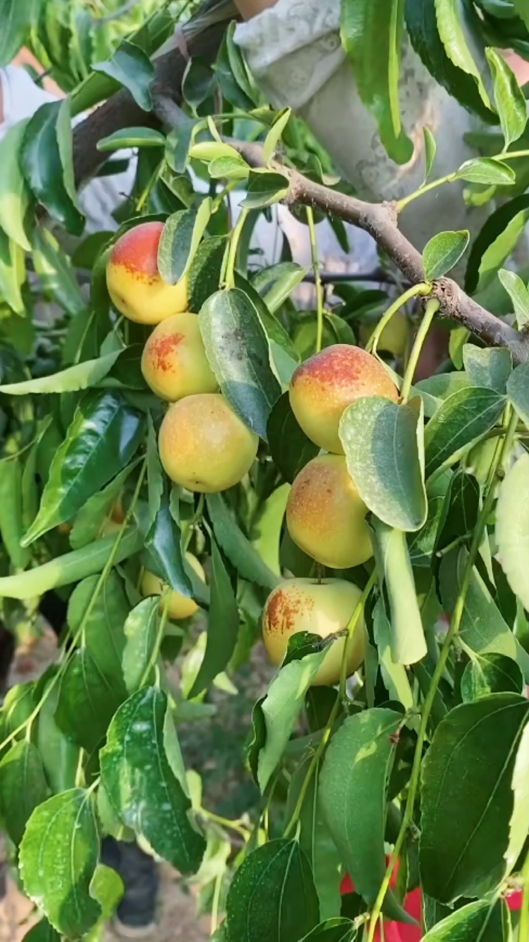 舌尖上的乡村美食陕西大荔冬枣脆甜爽口爽心太好吃可不要贪吃哦