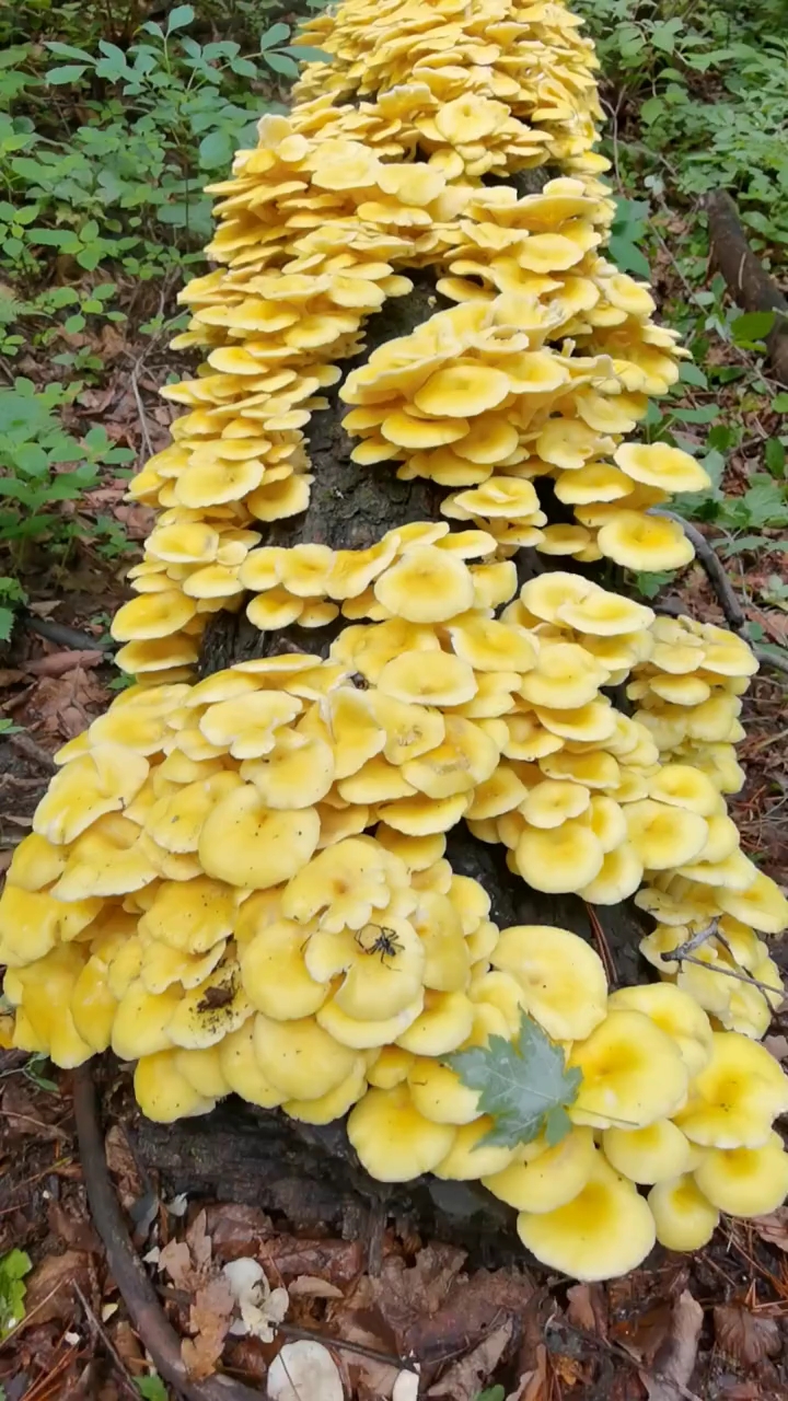 大山里美味佳肴,榆黄蘑菇,爆满枝头.