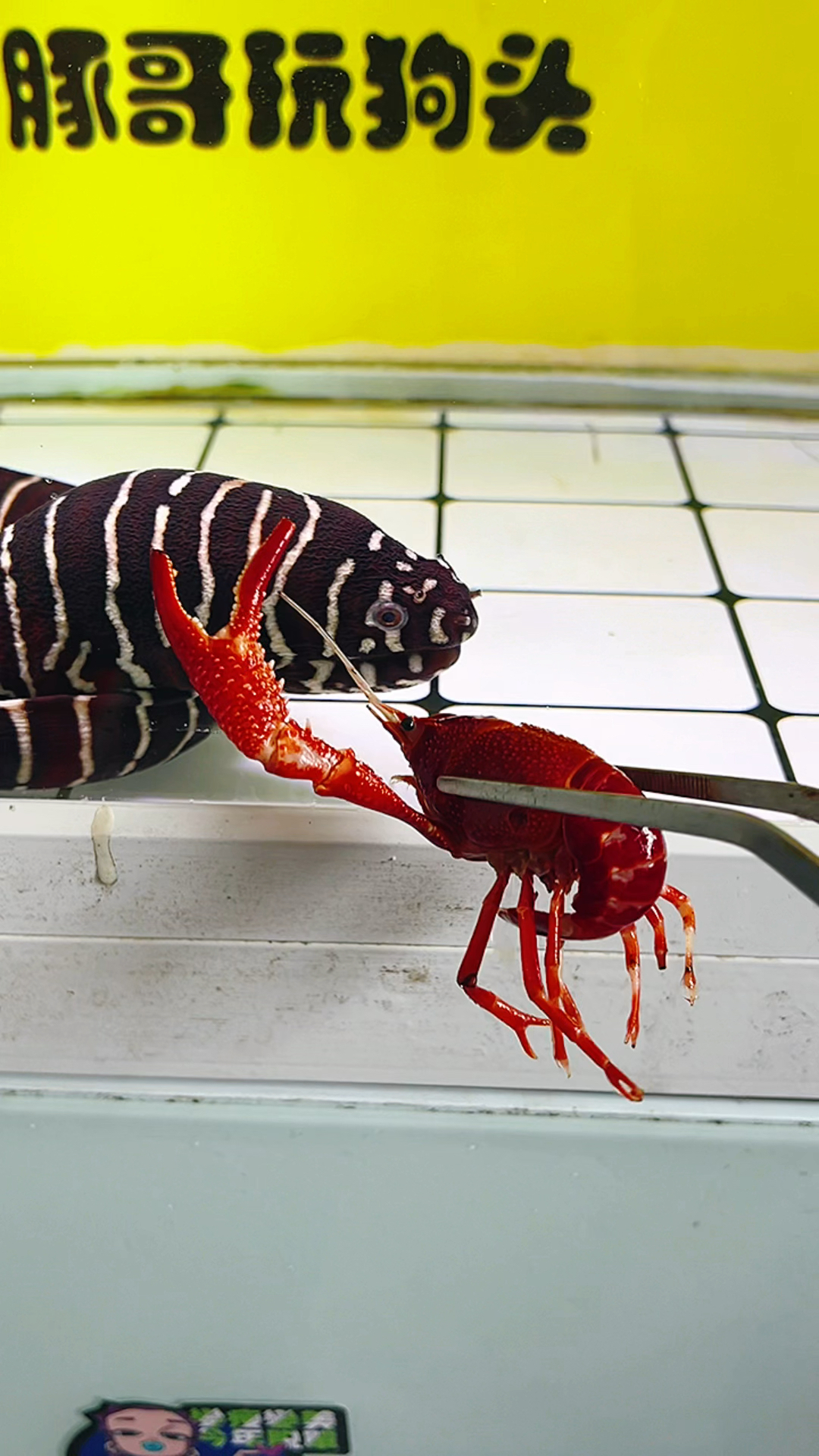 我家宠物不一样原来斑马鳗才是大哥大呀