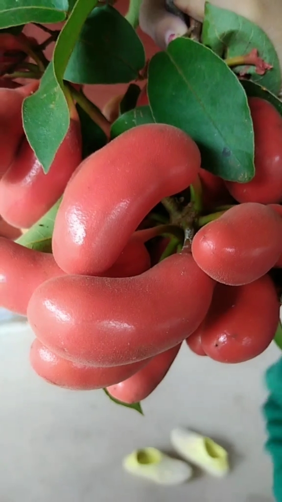 风味人间#有谁知道这是什么水果,外观好奇怪?