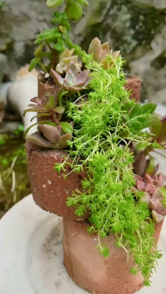 千万别再花冤枉钱高价买花盆了,用蜂窝煤渣种植多肉,简单易成活,关键