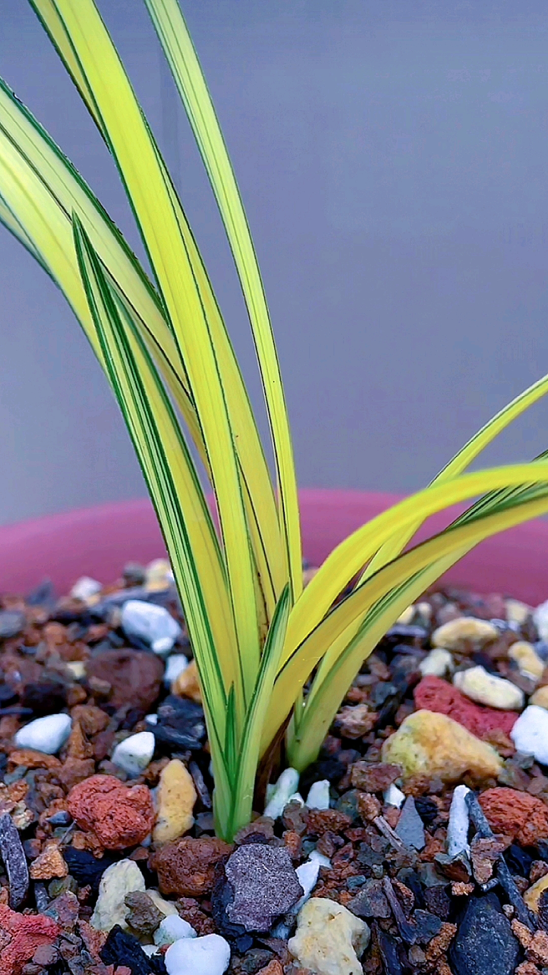 兰花#惠兰精品中透艺,金黄色中透艺,非常养眼,欣赏一下吧99-度惺佑