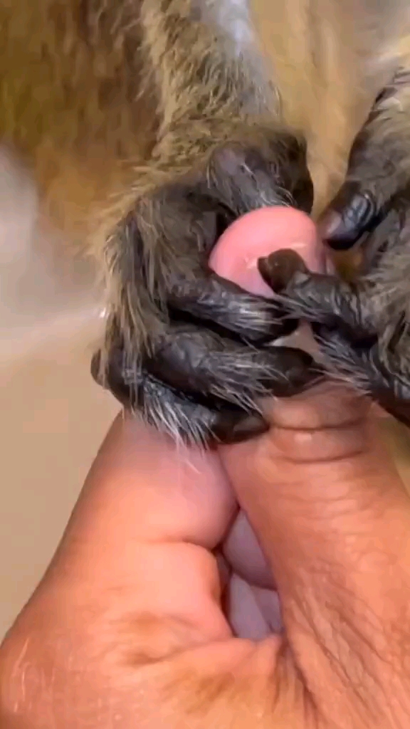 动物搞笑#你的手指甲就是这样变小的-度小视