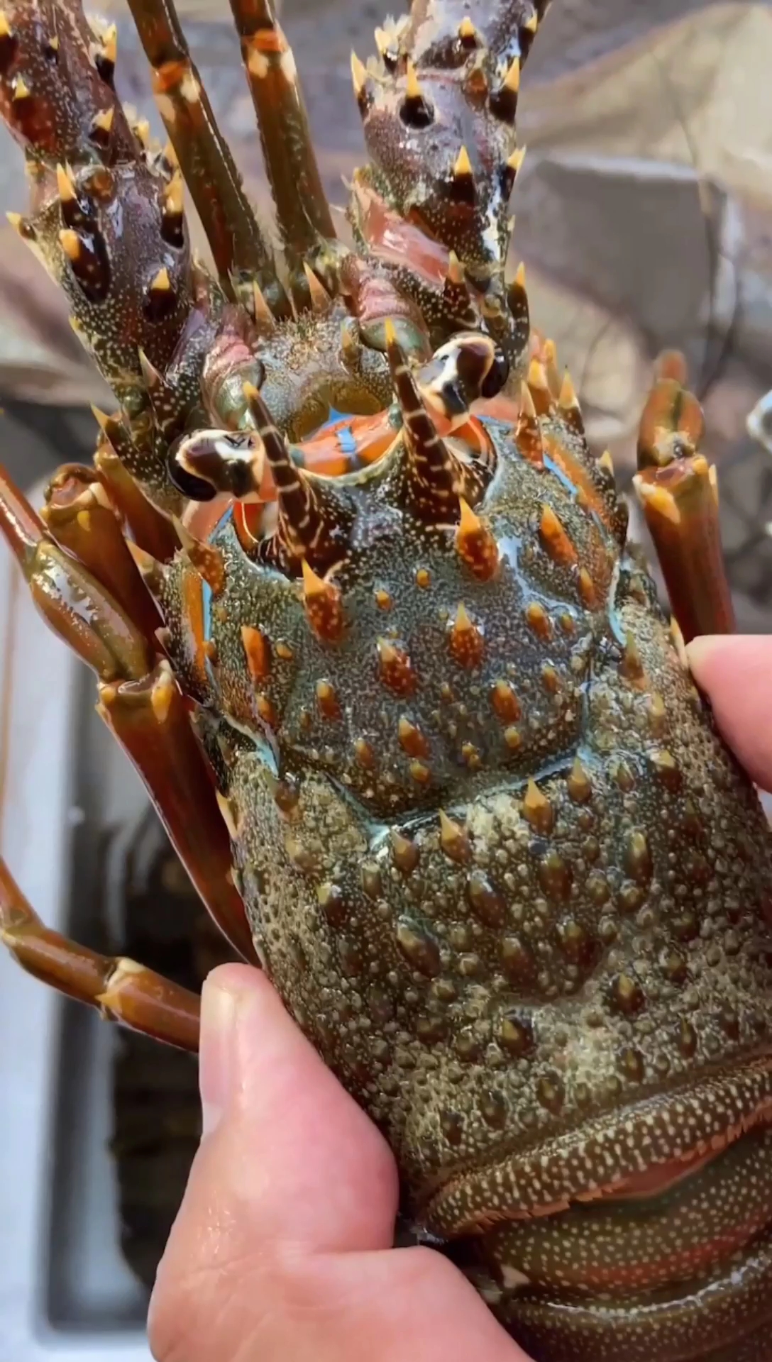 近距离观察小青龙它才是我们常说的真龙虾科普一下波士顿龙虾带钳子