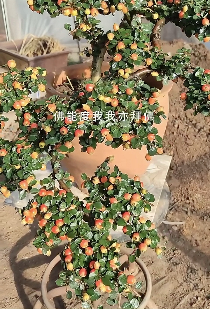 盆景荀子树桩#七彩大果荀子-度小视