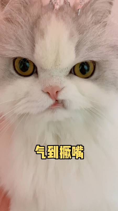 139.47万次播放.2021-02-1310.54万没脾气的尼莫89.