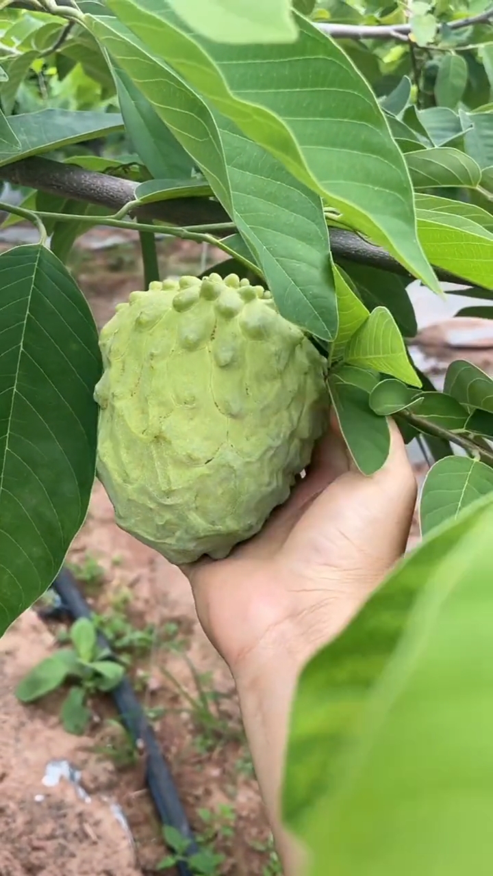 果太大,一手握不下全甜无酸的释迦果