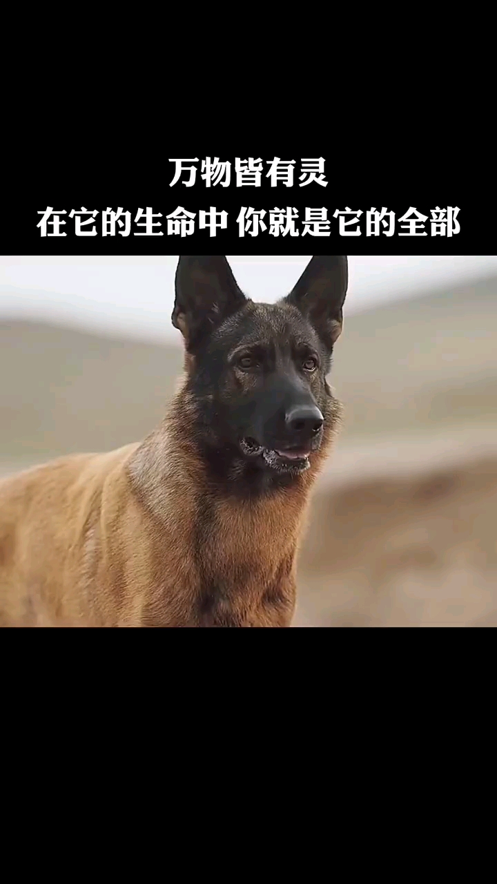 万物皆有灵,你救我一命,我护你一生-度小视