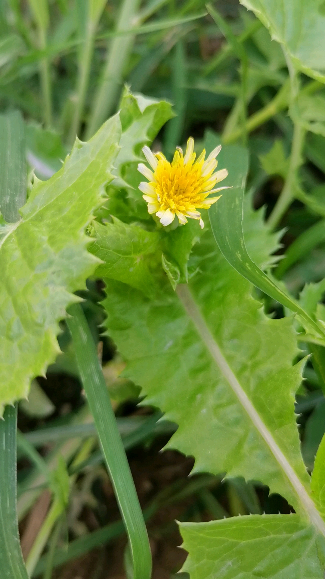 音为有你#苦苣菜,春天是它开花季节,难得秋天了还会有开花