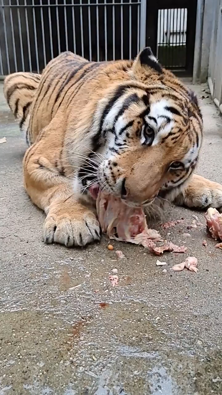 老虎#虎王吃鸡大吉大利