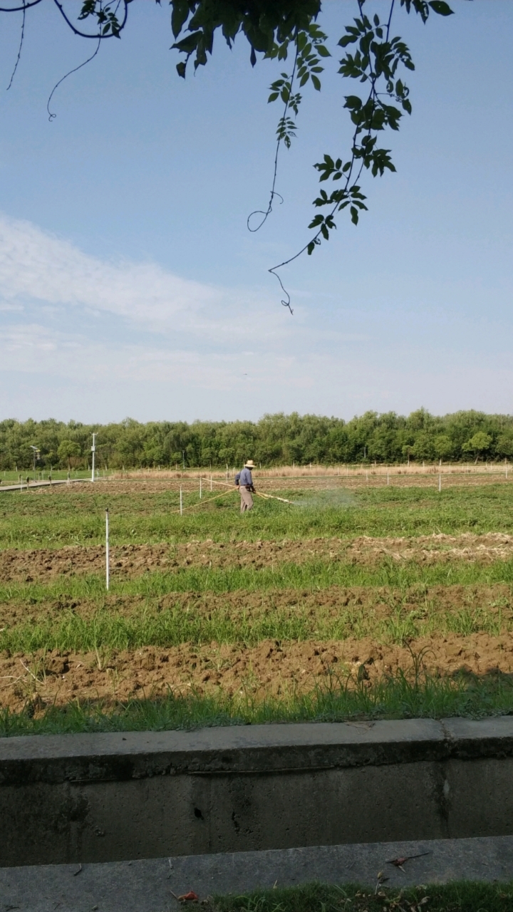 烈日炎炎下,勤劳的农民在为农作物喷洒农药.-度小视