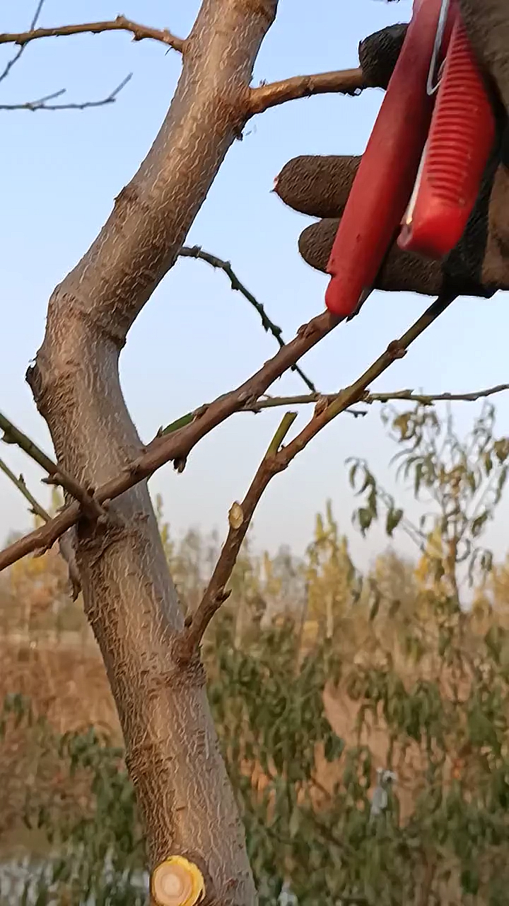 桃树冬季修剪进行中,有你想看的-度小视