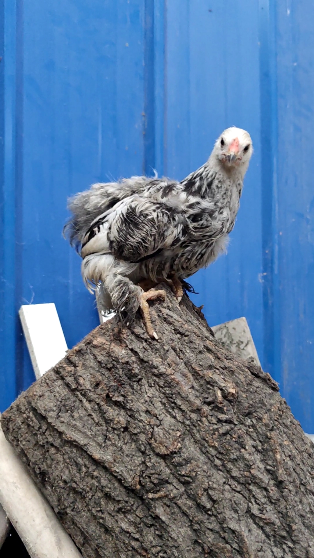 婆罗门鸡#鸡中贵族,自带王者霸气,特萌特好看