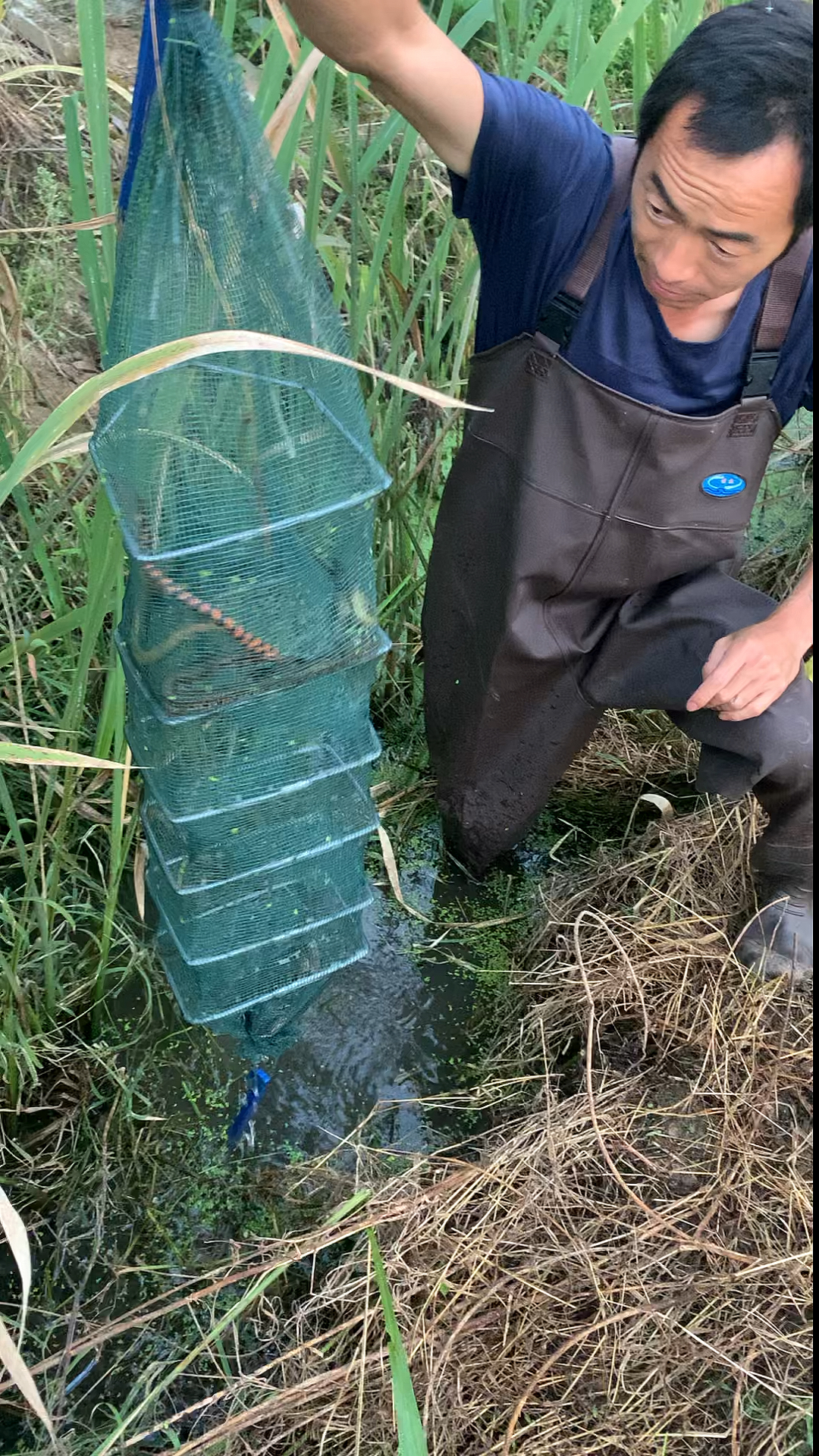 乡村生活#二娃收地笼收到一条花纹鳝