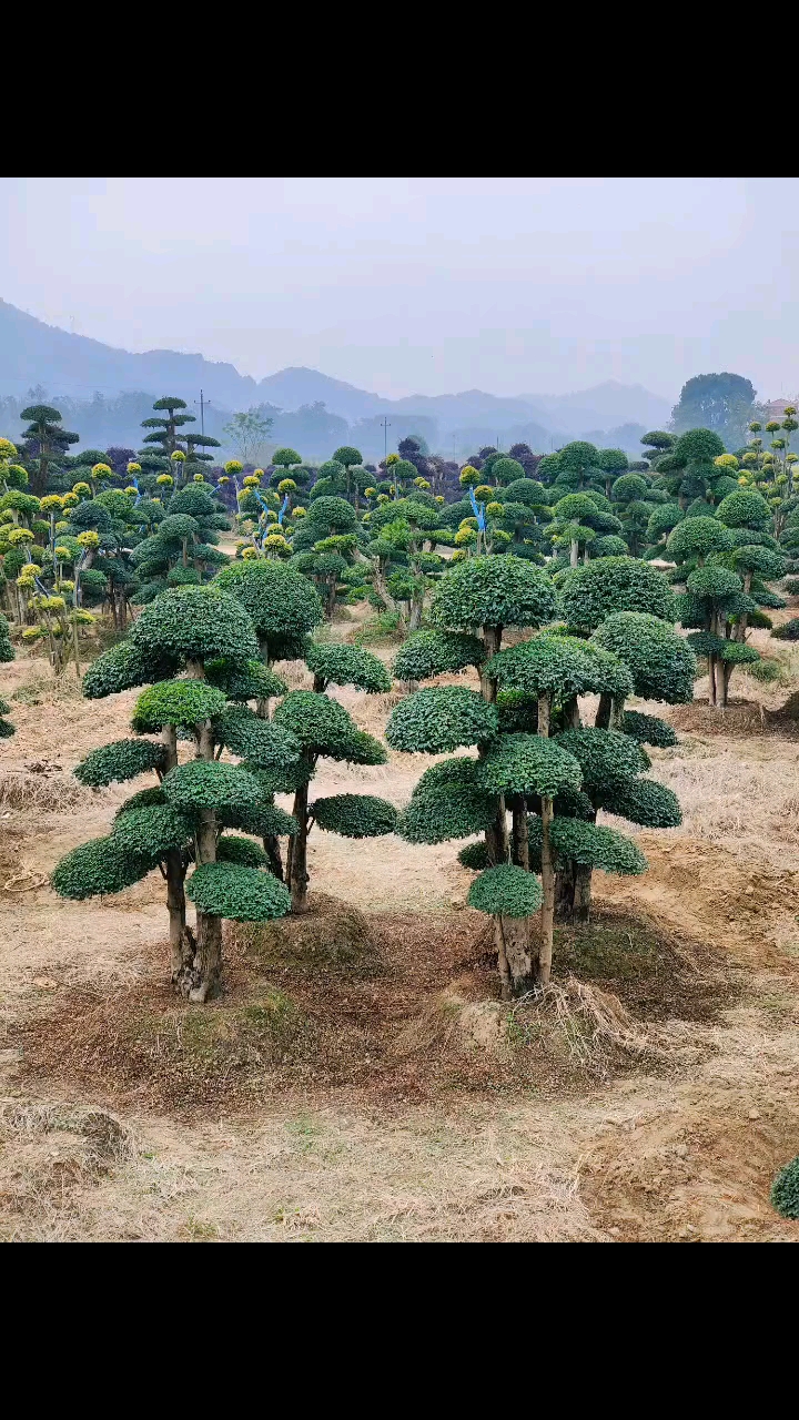 别墅景观树的最佳树种图片