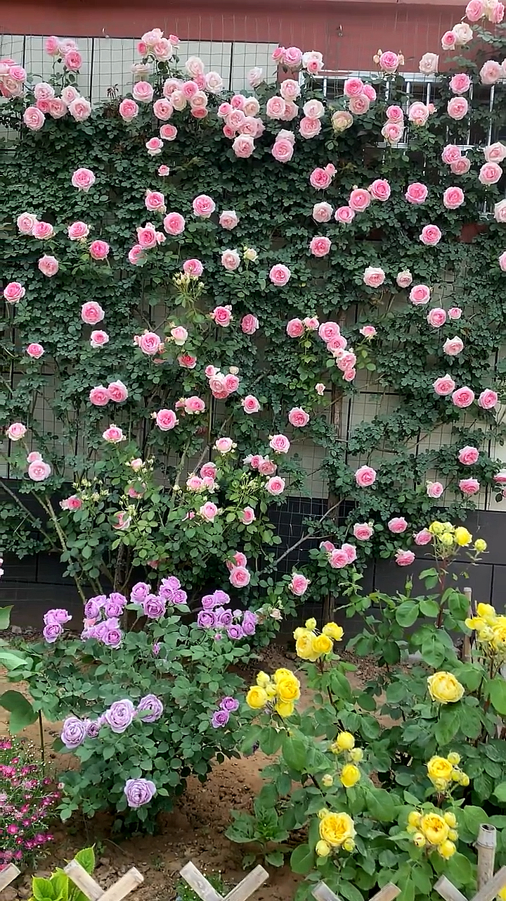 藤本月季粉色龙沙宝石做出的成品花墙
