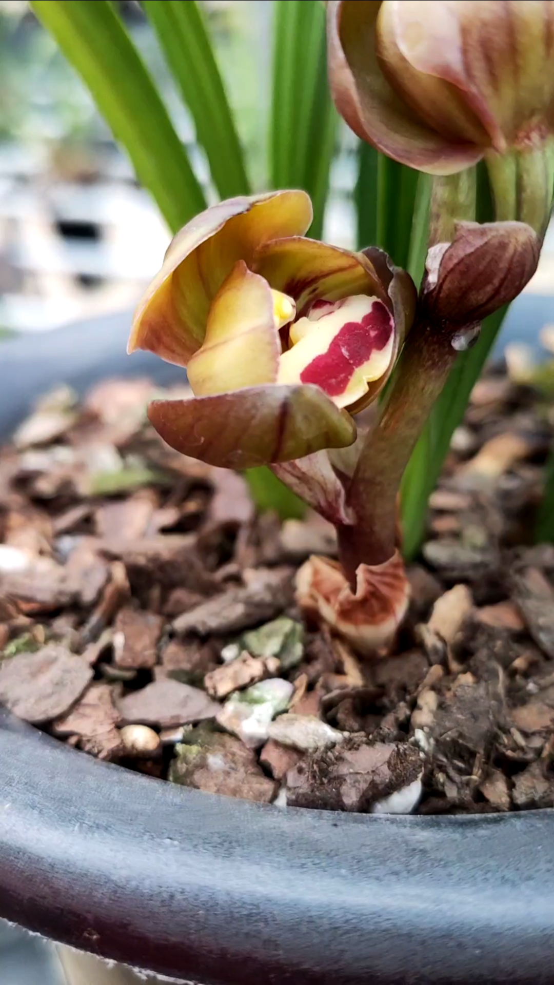 兰花#东帝魔荷春剑