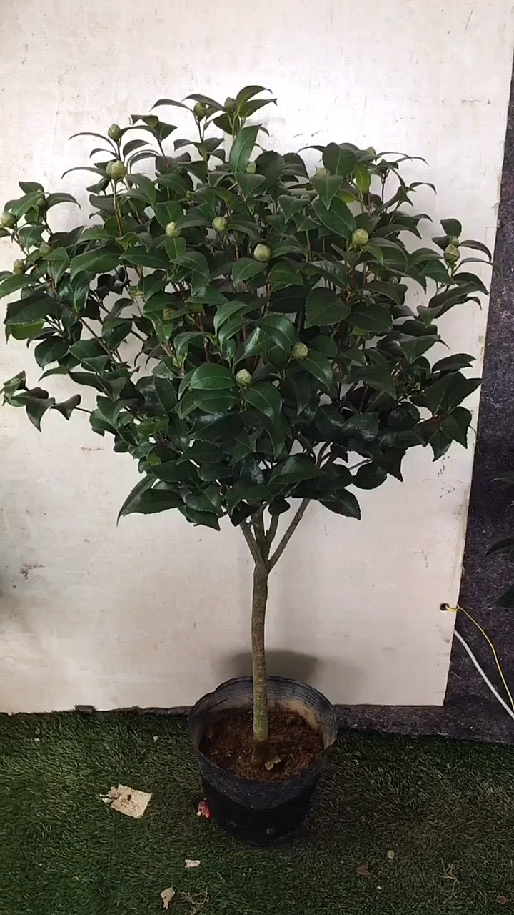 独杆克瑞墨大牡丹茶花花苞爆满大花浓香型多季节开花