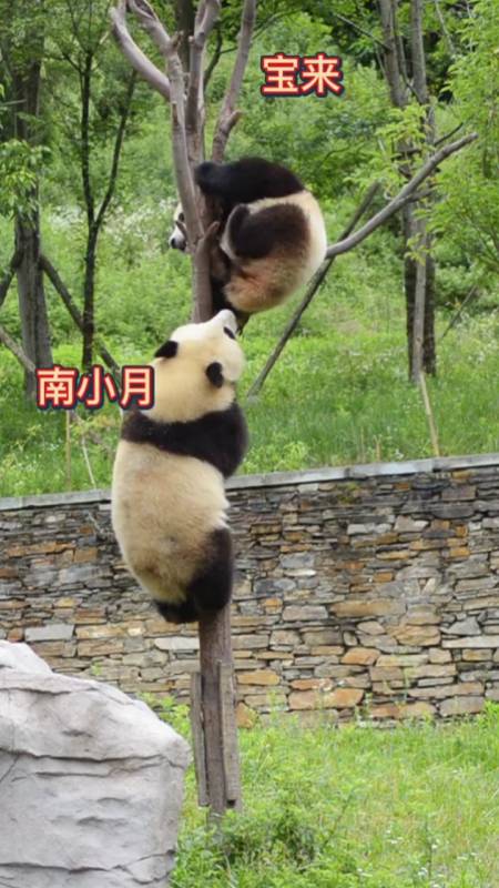 南小月:战斗力为0但又爱惹事.#国宝大熊猫