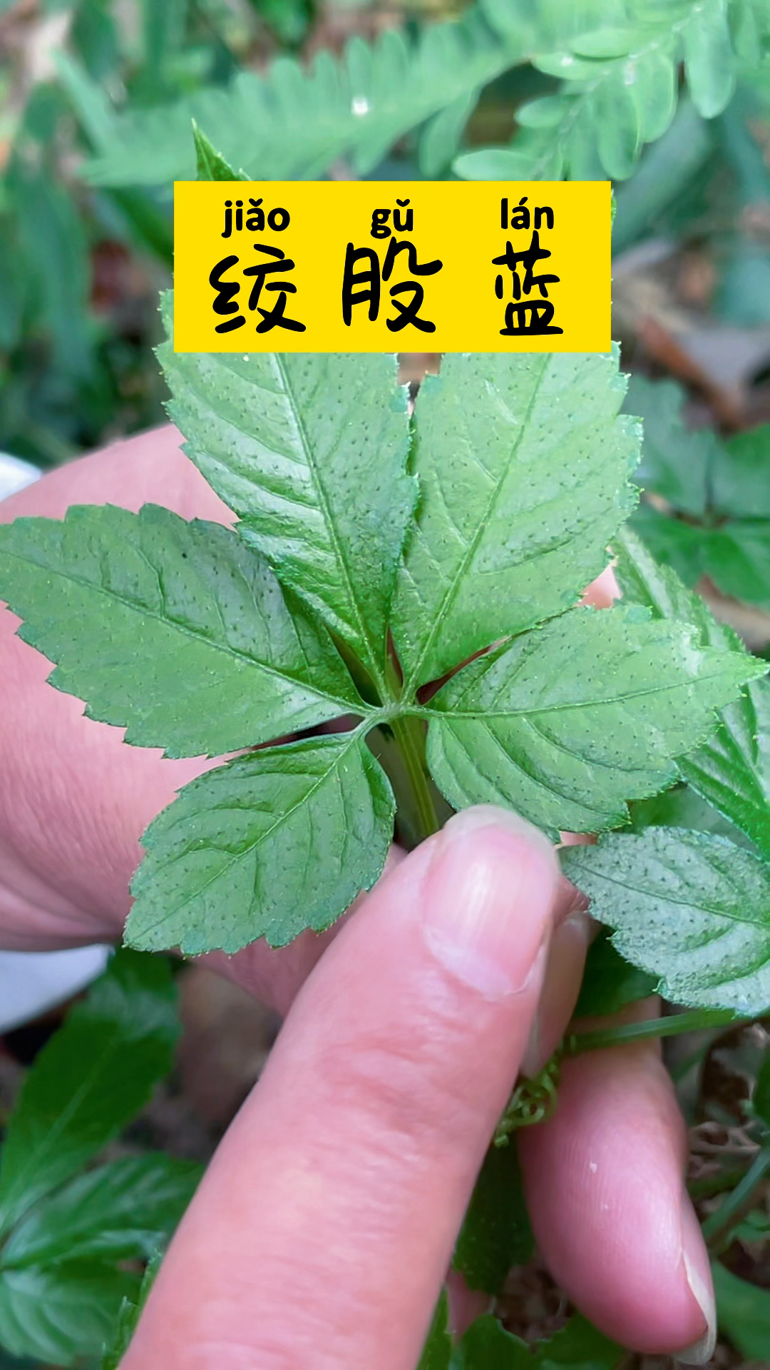 绞股蓝也叫七叶菜,老爸喜欢用它泡水喝,山高路远也要去采点回来-度小