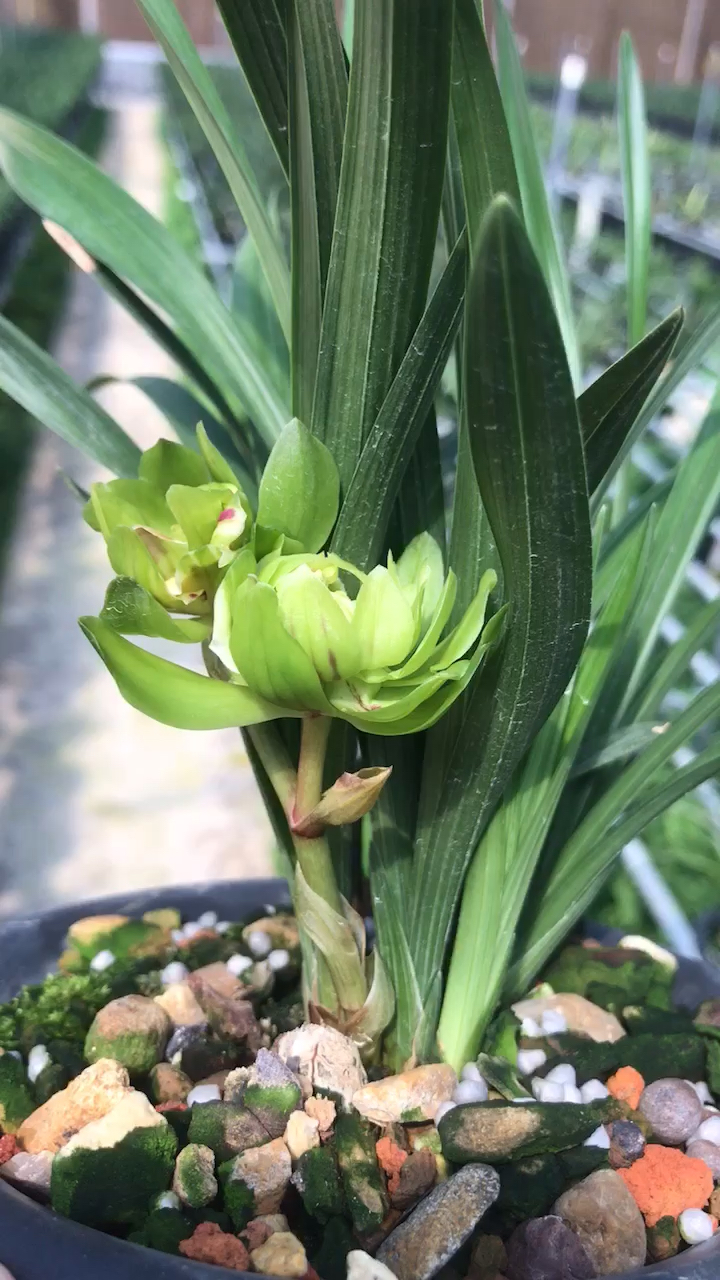 春兰浓香奇花~九仙牡丹